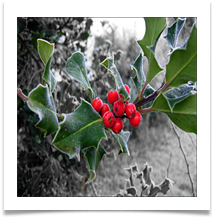 holly - Alan Taylor. 